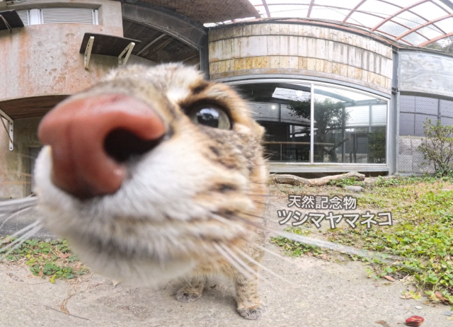 ツシマヤマネコの近接ショット