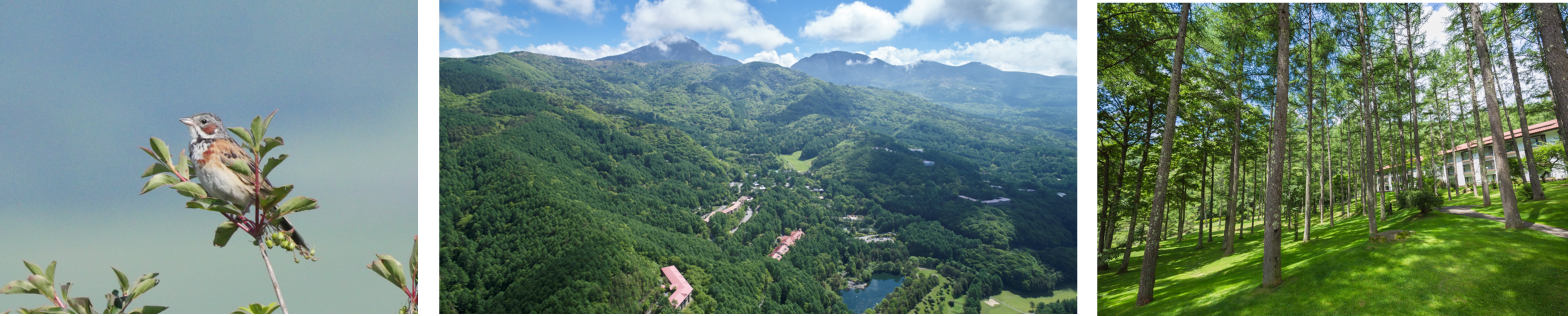 動物と発光するオブジェクトのVR体験