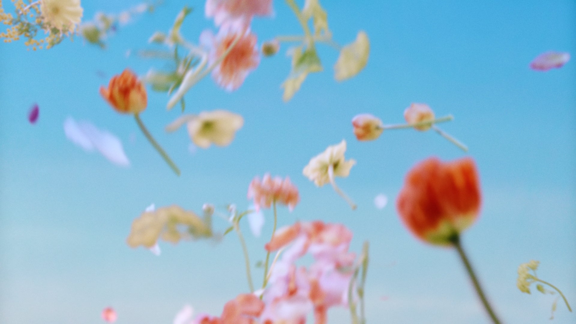 青空へ舞うカラフルな花と花びら