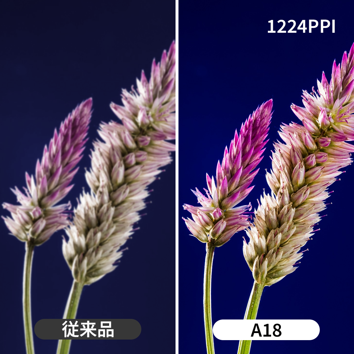 花の画質比較とPPI説明